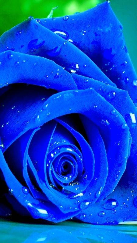 Blue Rose - Rose - Petals Wallpaper