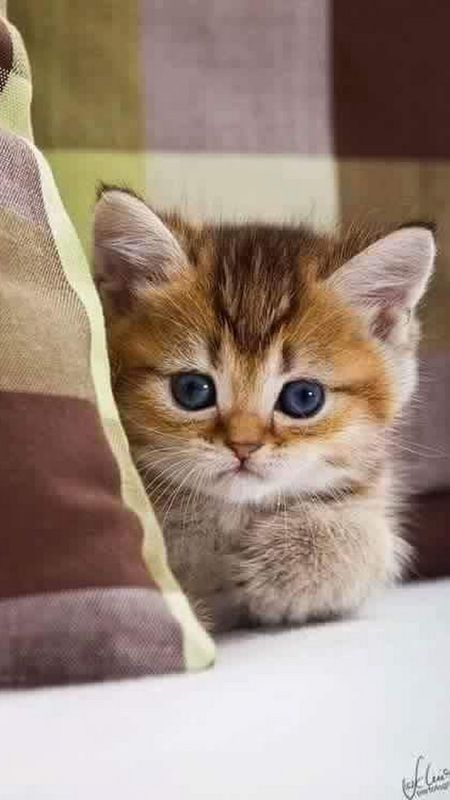 Cute Baby Cat | Adorable Baby Kitten | Kitty Wallpaper