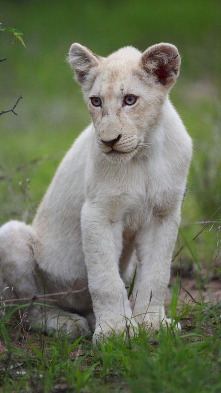 White Lion | Cute | Cub Wallpaper