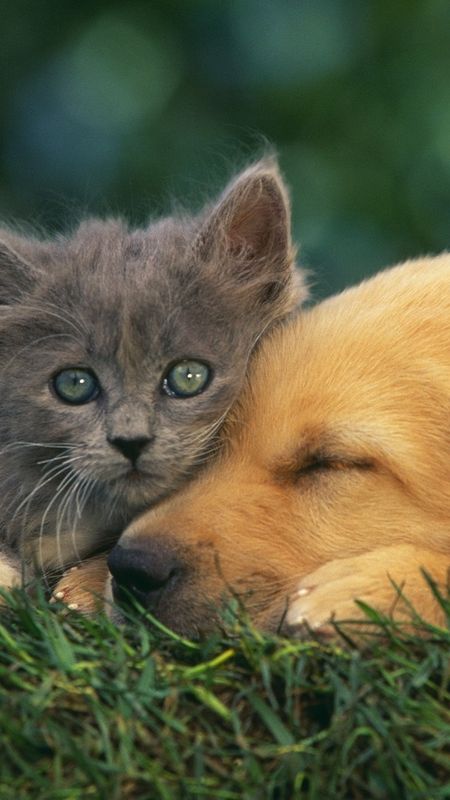 Cat And Dog - Kitten - Pet Animal Wallpaper