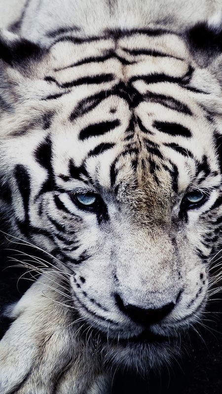 White Tiger Wallpaper