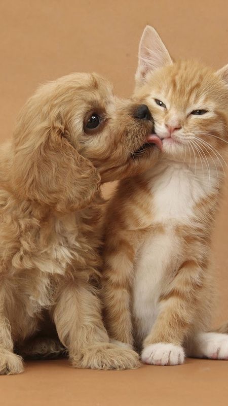 Cat And Dog - Cat Kitten - Puppy Dog Wallpaper