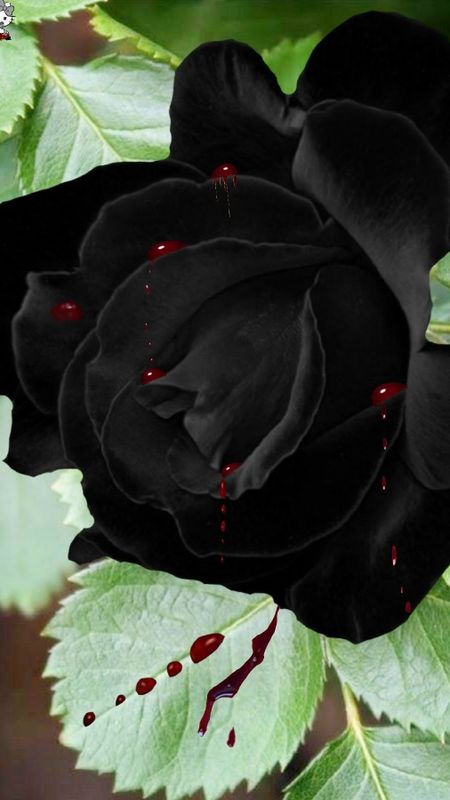 Black Rose | Adorable | Black Rose Adorable Wallpaper