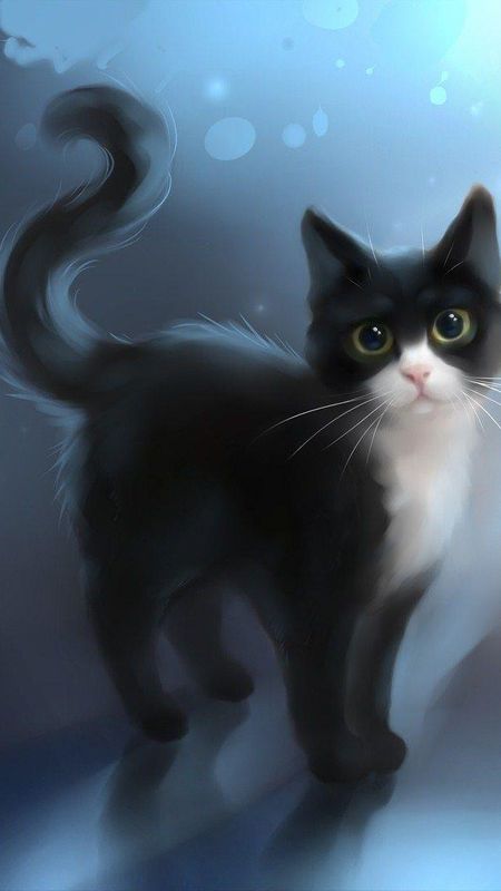 Black white cat Wallpaper