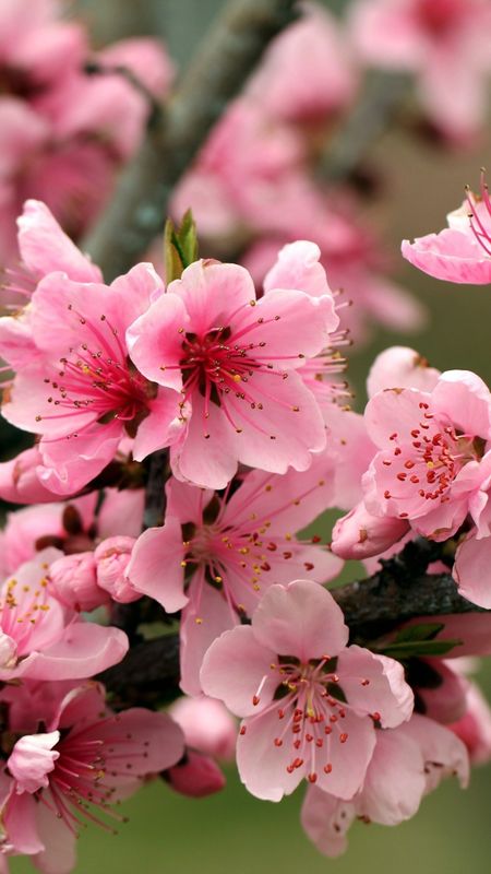 Spring | Pink Flower Wallpaper