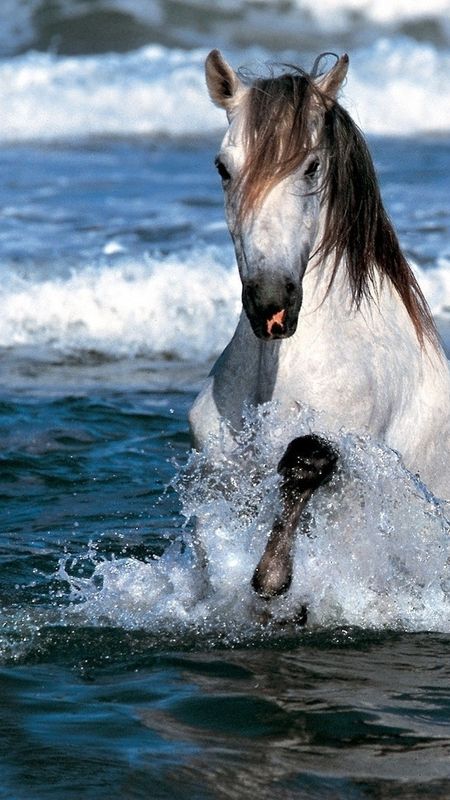 White Horse Wallpaper