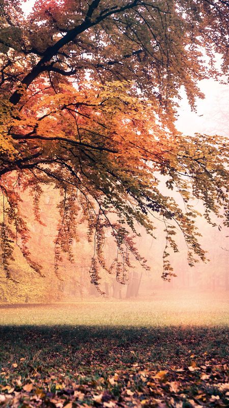Autumn Wallpaper