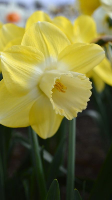 Daffodil | Adorable Wallpaper