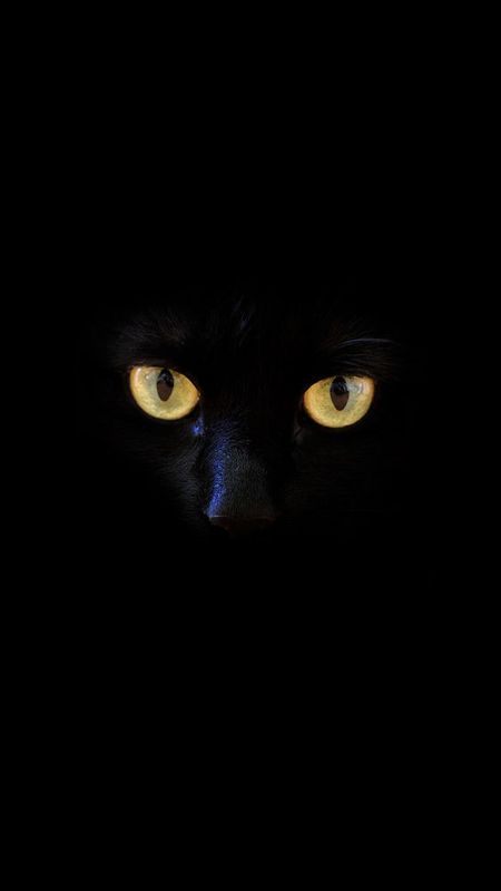 HD black cat Wallpaper
