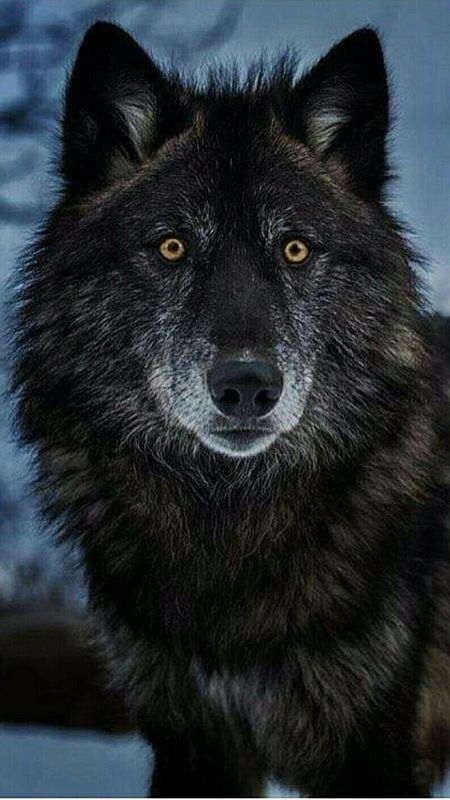 Wolf | Wild Animal Wallpaper