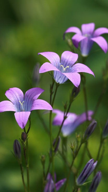 Flower | Beautiful Wallpaper