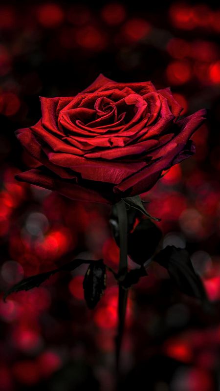 Red Rose | Red Love Rose Wallpaper