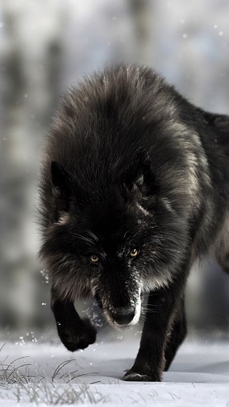 Angry Black Wolf Wallpaper