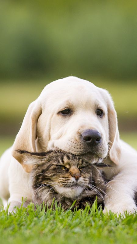 Cat And Dog - Cute Dog - Cat - Animals Wallpaper
