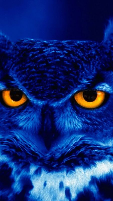 Wild Owl Wallpaper