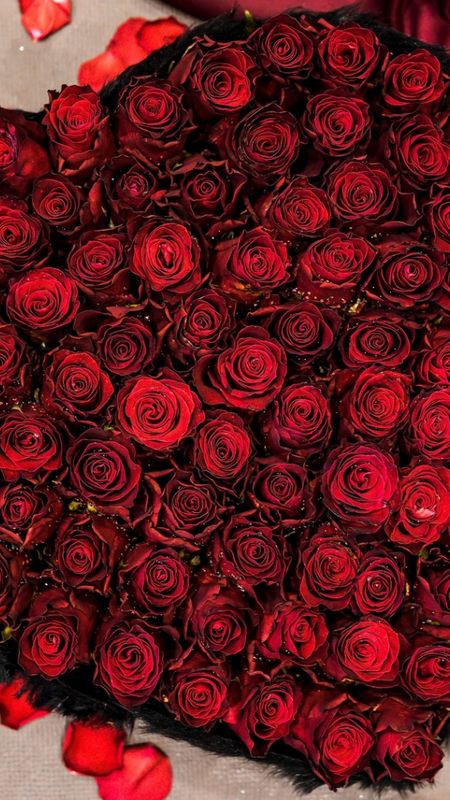Red Rose | Red Adorable Roses Wallpaper