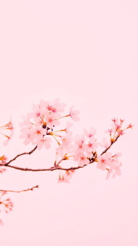 Blossom Flower Wallpaper