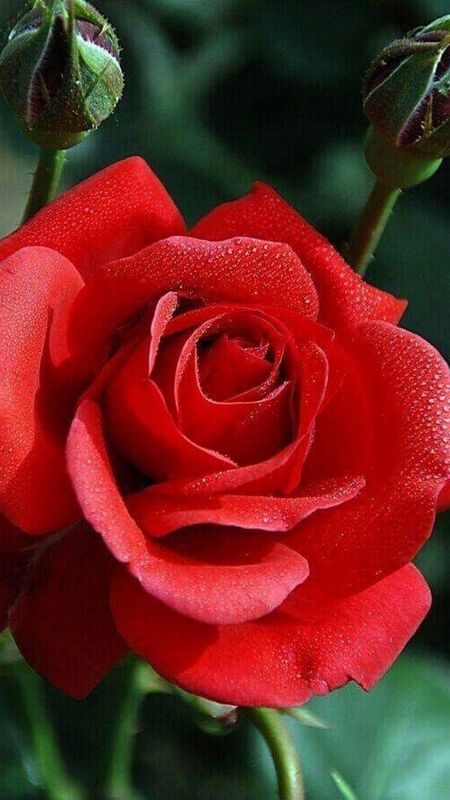 Beautiful Red Rose Flower | Beautiful Red Flower Wallpaper