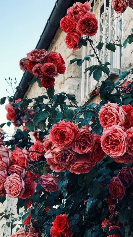 Flowers Aesthetic | Red | Rose Wallpaper