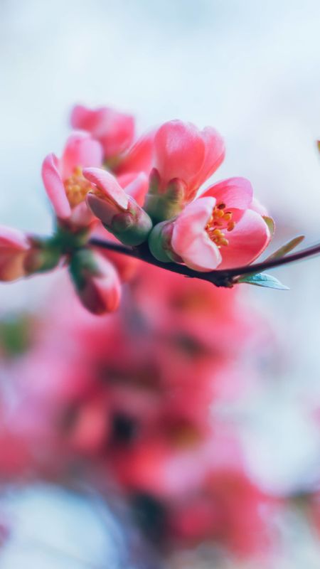 Spring Blossom Wallpaper