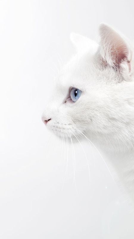 White Colour | White Colour Cat | White Cat Wallpaper