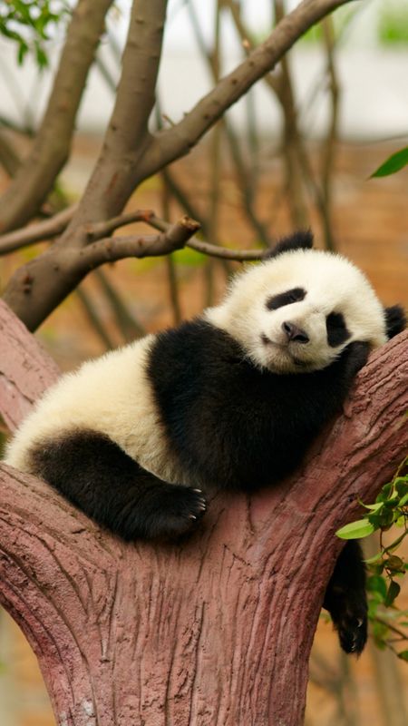Panda | White Panda Wallpaper