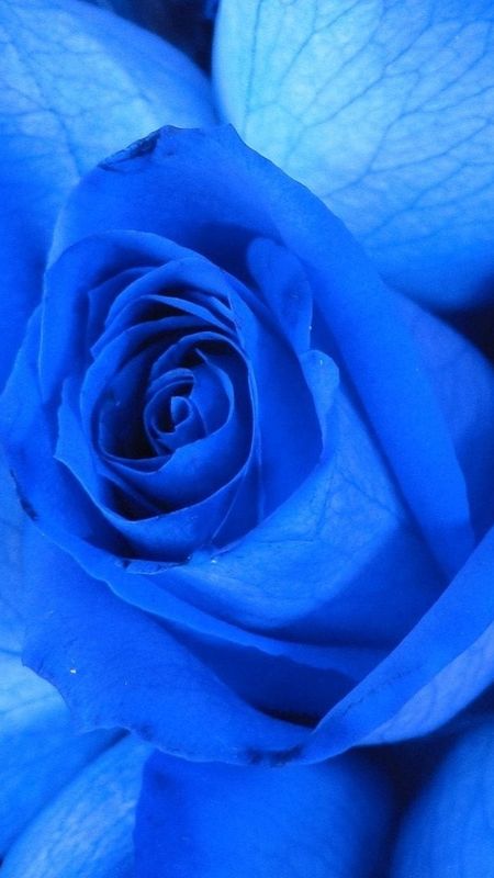 Blue Rose - Rose - Blue Wallpaper