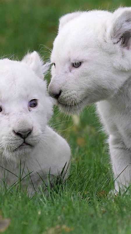 White Lion - Cute - Lion Baby Wallpaper