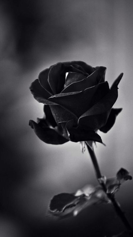 Black Colour | Balck Colour Rose | Royal Black Rose Wallpaper