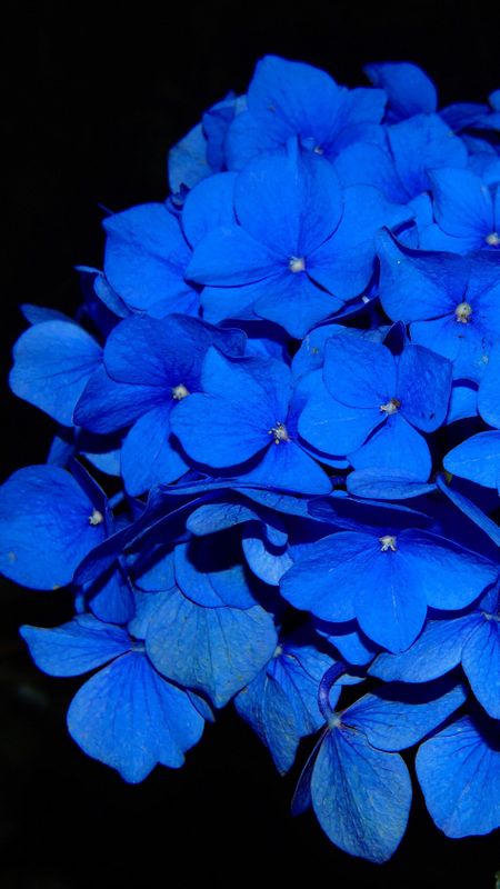 Blue beautiful flowers Wallpaper