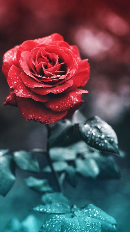 Red Rose | Red Rose Flower Wallpaper