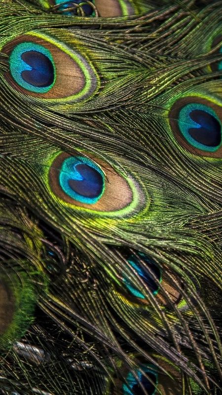 Peacock Feather - Bird Feather - HD Background Wallpaper