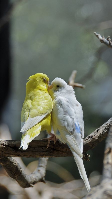 Love Birds | Birds Wallpaper