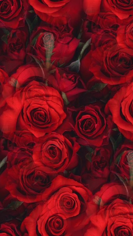 Red Rose | Adorable Roses Wallpaper