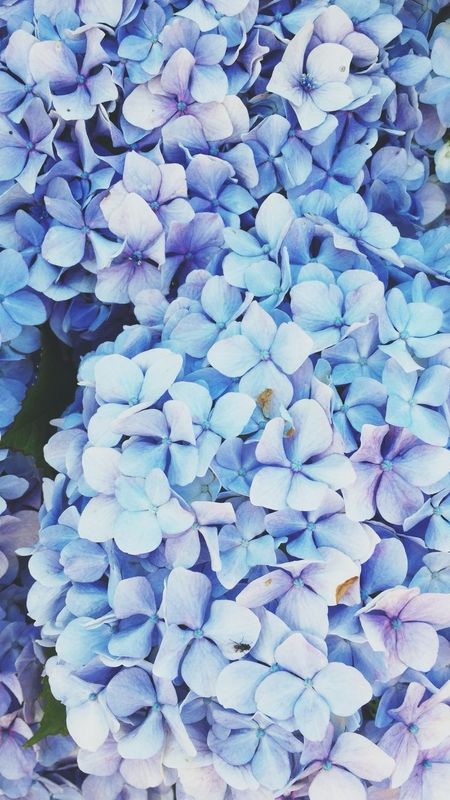 Blue Aesthetic Flowers Wallpapers Download Mobcup