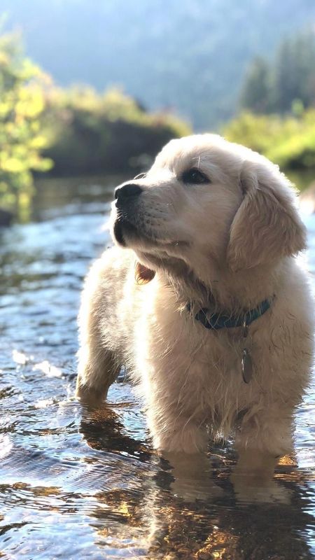 Cute Dog | Cute | Puppy Wallpaper