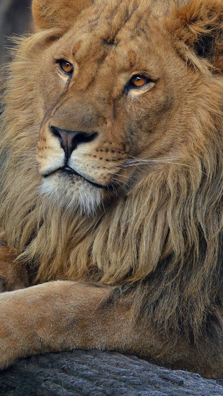 Beard lion Wallpaper