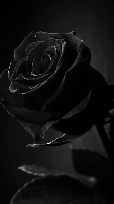 Black Rose | Adorable | Black Rose Adorable Rose Wallpaper