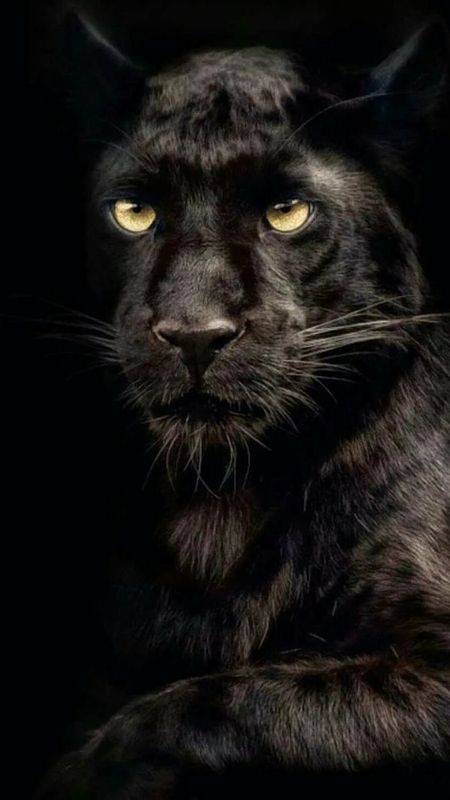Black Colour | Black Colour Panther | Black Panther Wallpaper