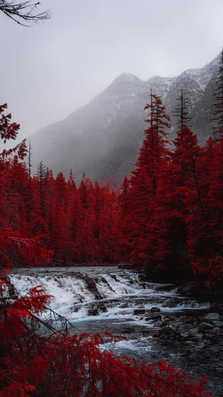 Red Aesthetic | Red Trees Wallpaper