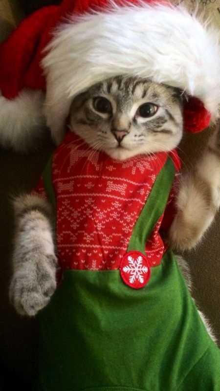 Cute Christmas | Cute Cat Wallpaper