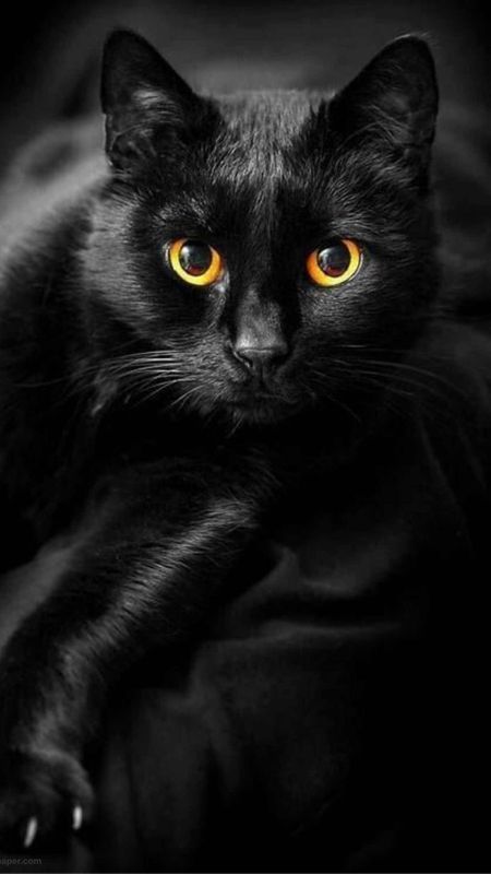 Black Cat Black Cat Eye Wallpaper Download MobCup