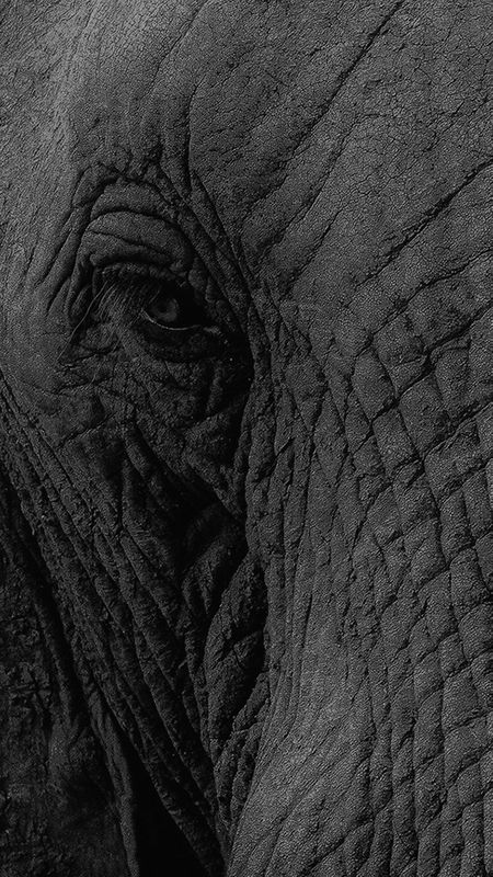 Elephant Eye Wallpaper