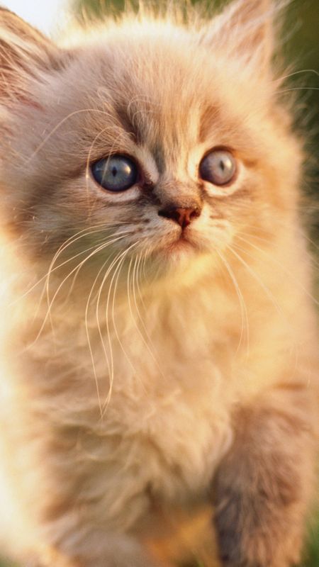 Cute Kitten Wallpaper
