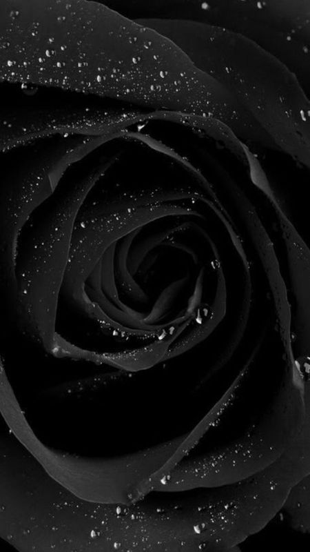 Black Colour | Black Colour Rose | Black Rose Flower Wallpaper