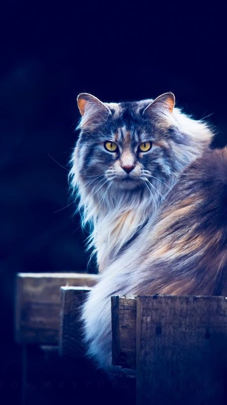 Cat Wallpaper