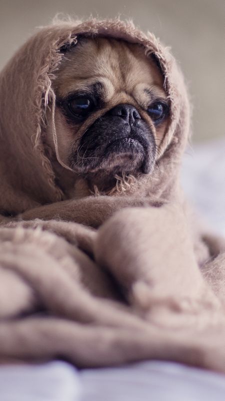 Cute Pug in Blanket Wallpaper