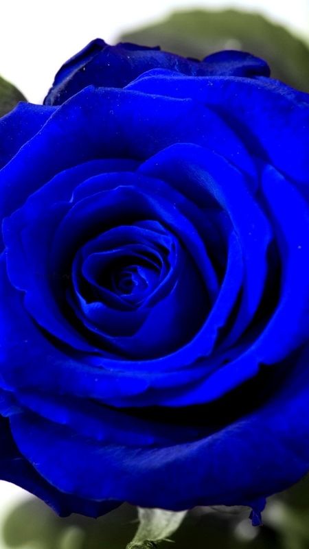 Blue Rose - Beautiful - Rose Wallpaper