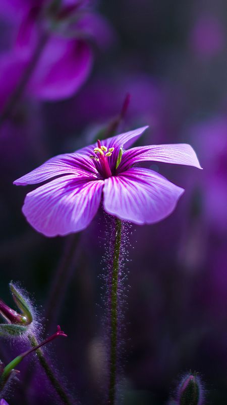 Beautyfull single flower Wallpaper