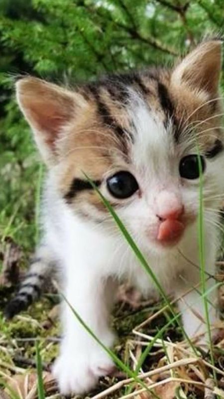Cute Baby Cat | Cute Kitty | Kitten Wallpaper